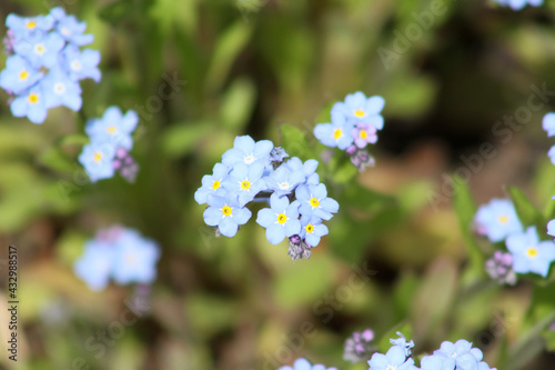 Field forget-me-not in bloom closeup with other flowers in background