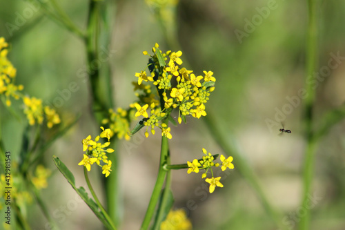 austrian yellow cress in bloom close-up with a small blowfly flying on right