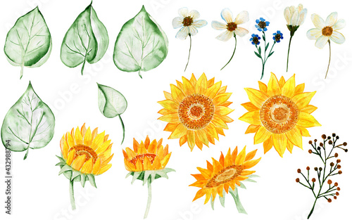 Set of watercolor sunflowers and leaves. Bouquet of sunflowers. Watercolor flower arrangement. Illustration for invitations and postcards.