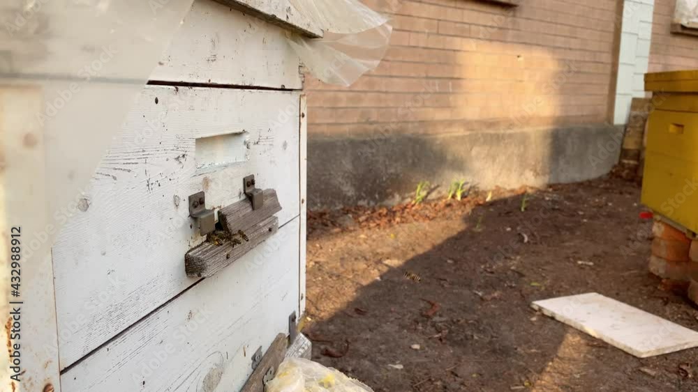 Bees wake up after winter and fly out of the hive Bees wake up after winter and fly out of the hive