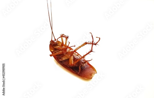 Cockroache © kuncron
