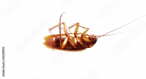 Dead cockroach  © kuncron