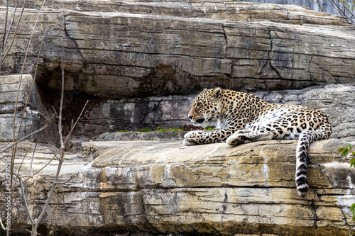 Fototapeta Naklejka Na Ścianę i Meble -  Leopard liegt in der  Sonne und schläft auf einem Felsen im Zoo, strahlt Ruhe und Gelassenheit aus