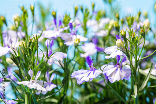 colorful spring flowers