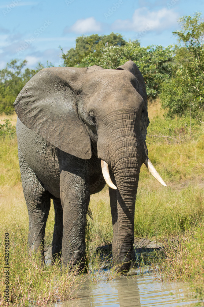 Obraz premium Beautiful African Elephant bull drinking from a small waterhole in the green landscape of Kruger National Park.