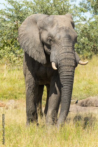 Beautiful African Elephant bull standing in the green landscape of Kruger National Park.
