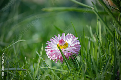 Beautiful garden flowers at their summer cottage on a sunny day  close-up.