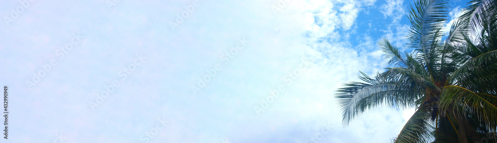 Wide panorama, tropical resort. layout, background, space for texting. Blank template. Palm trees on a sky with clouds backdrop. Idea for adv tourist service, travel agency. Frame for web banner, pic