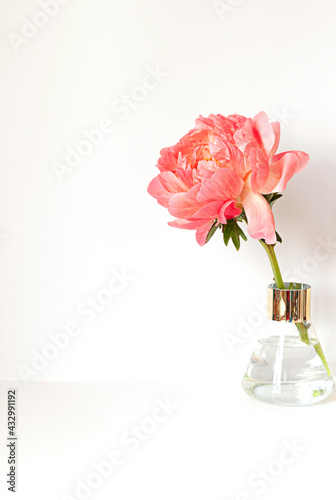 Wallpaper Mural Fresh beautiful coral peony flower in the vase on the white table.	Copy space Torontodigital.ca