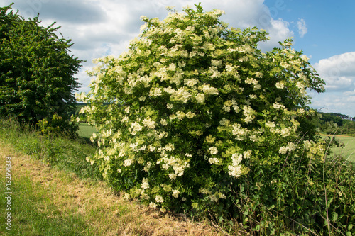 Hecke mit blühendem Holunderbusch, Sambucus nigra, an einem Feldweg.