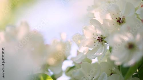 Closeup view of beautiful bunch of white flowers of fruit trees blooming in spring garden outdoors on sunny windy warm sunset. Abstract natural floral 4k video background with sunshine and sun flares