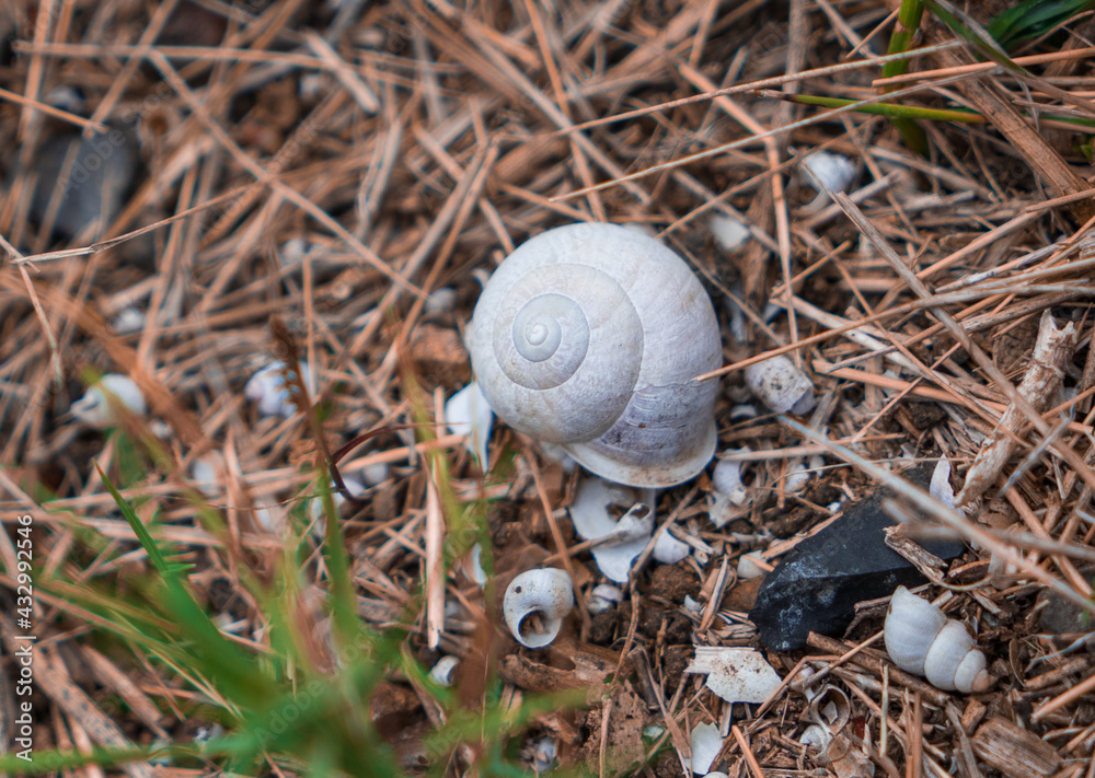 Close-up white snail shell on dead leaves in summer Close-up white snail shell on dead leaves in summer