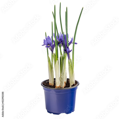 Beautiful ornamental flowering iris
