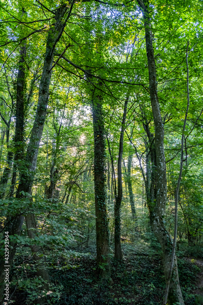 beautiful green trees in spring time beautiful green trees in spring time