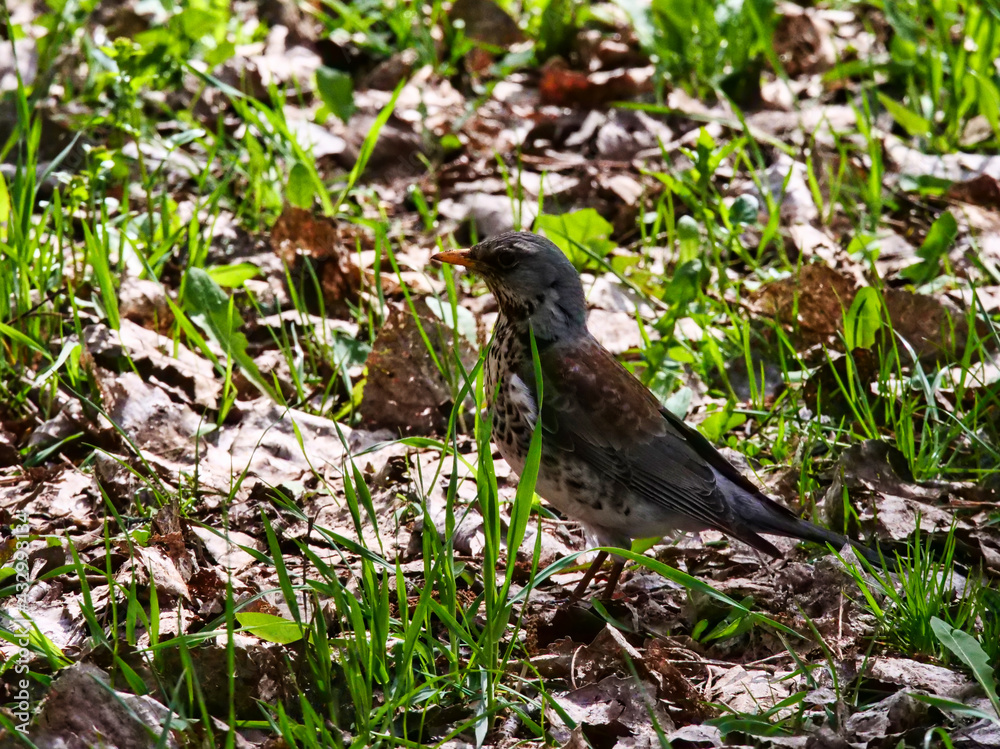 A small thrush stands among the grass and dry leaves. Early Spring