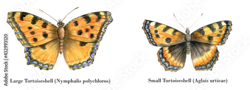 Set of 2 watercolor butterflies illustration isolated on white background. Hand drawn vintage botanical style.