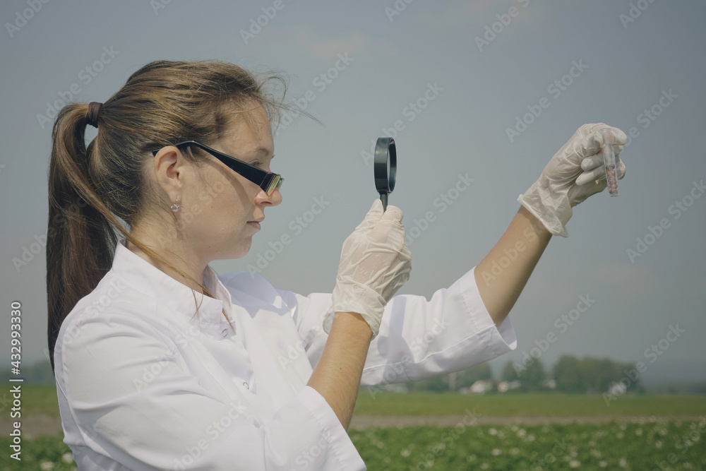 Young woman scientist in white coat researching glass flask full of pests, Colorado potato beetle larvae with magnifying glass. Young woman scientist in white coat researching glass flask full of pests, Colorado potato beetle larvae with magnifying glass.