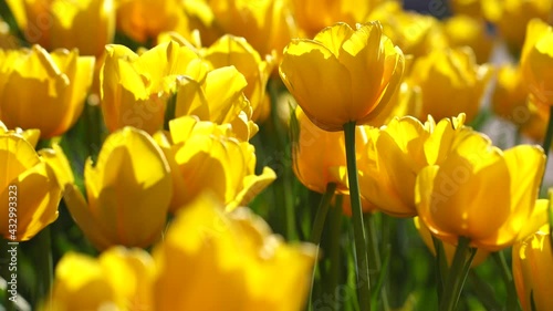 Closeup macro 4k stock video footage of bright sunny shiny yellow tulips flowers growing outdoors in sunset back sunlight. Spring blossom moving in wind. Natural abstract background