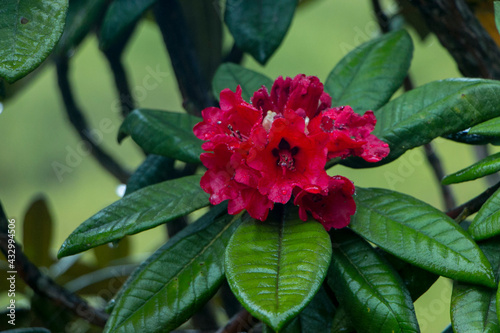 Rhododendron arboreum flower at Hortain plains national park sri lanka , selective focus photo