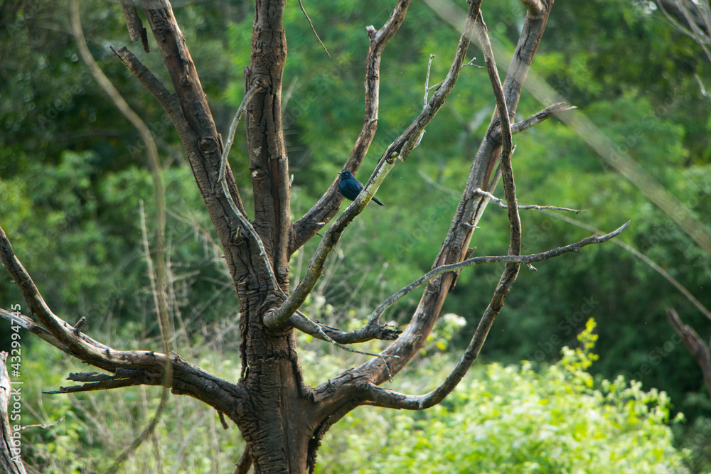 Fototapeta premium small black bird is on the dried tree branch 