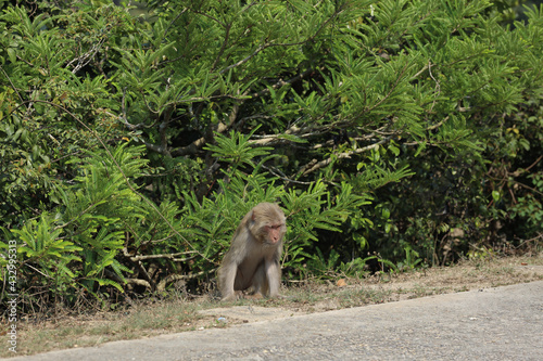 the wiild Monkey In Kam Shan Country Park, Kowloon photo