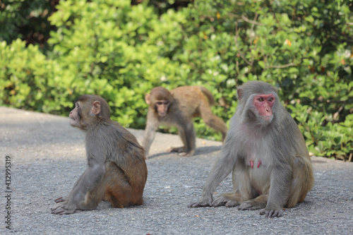 the wiild Monkey In Kam Shan Country Park, Kowloon photo