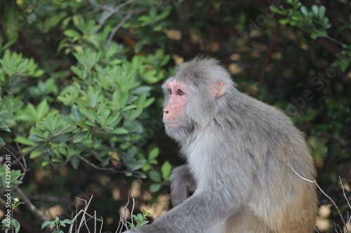 the wiild Monkey In Kam Shan Country Park, Kowloon photo