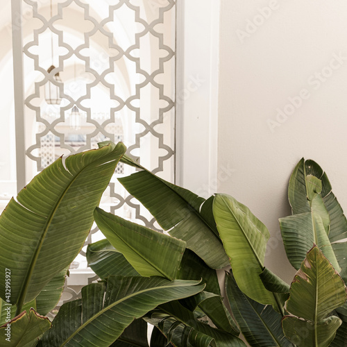 Closeup of beautiful lush green tropical palm leaves near beige wall. Summer travel vacation floral background photo