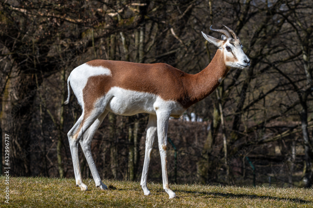 Dama gazelle, Gazella dama mhorr or mhorr gazelle is a species of gazelle Dama gazelle, Gazella dama mhorr or mhorr gazelle is a species of gazelle