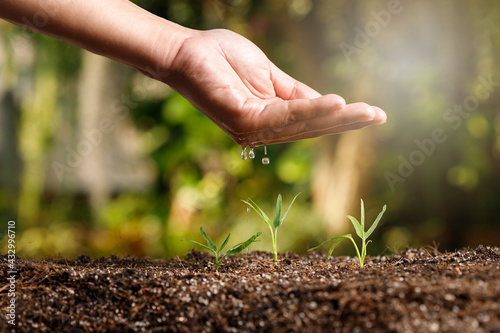Gardener hand watering young vegetable sprout in fertile soil