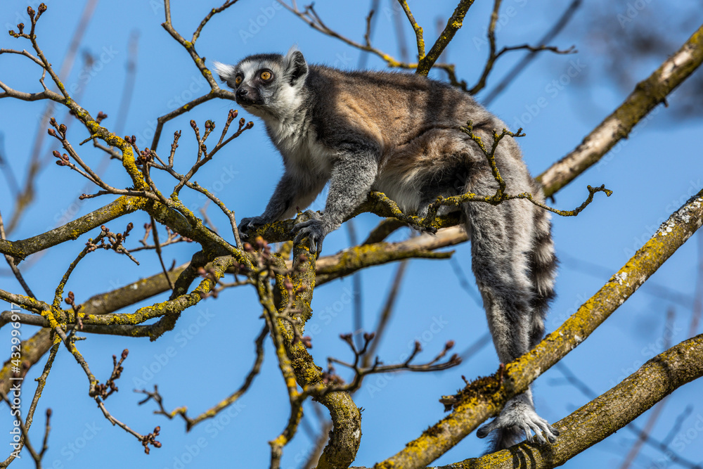 Fototapeta premium The ring-tailed lemur,Lemur catta with white ringed tail is the most known lemur