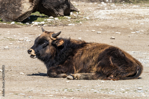 Heck cattle, Bos primigenius taurus or aurochs in a German park © rudiernst