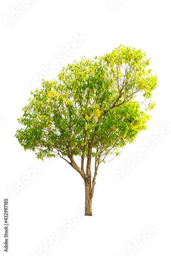 Closeup  Bullet Wood (Mimusops elengi Linn) Tree isolated on white background photo