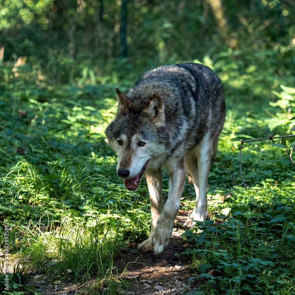 Fototapeta premium European Grey Wolf, Canis lupus in a german park