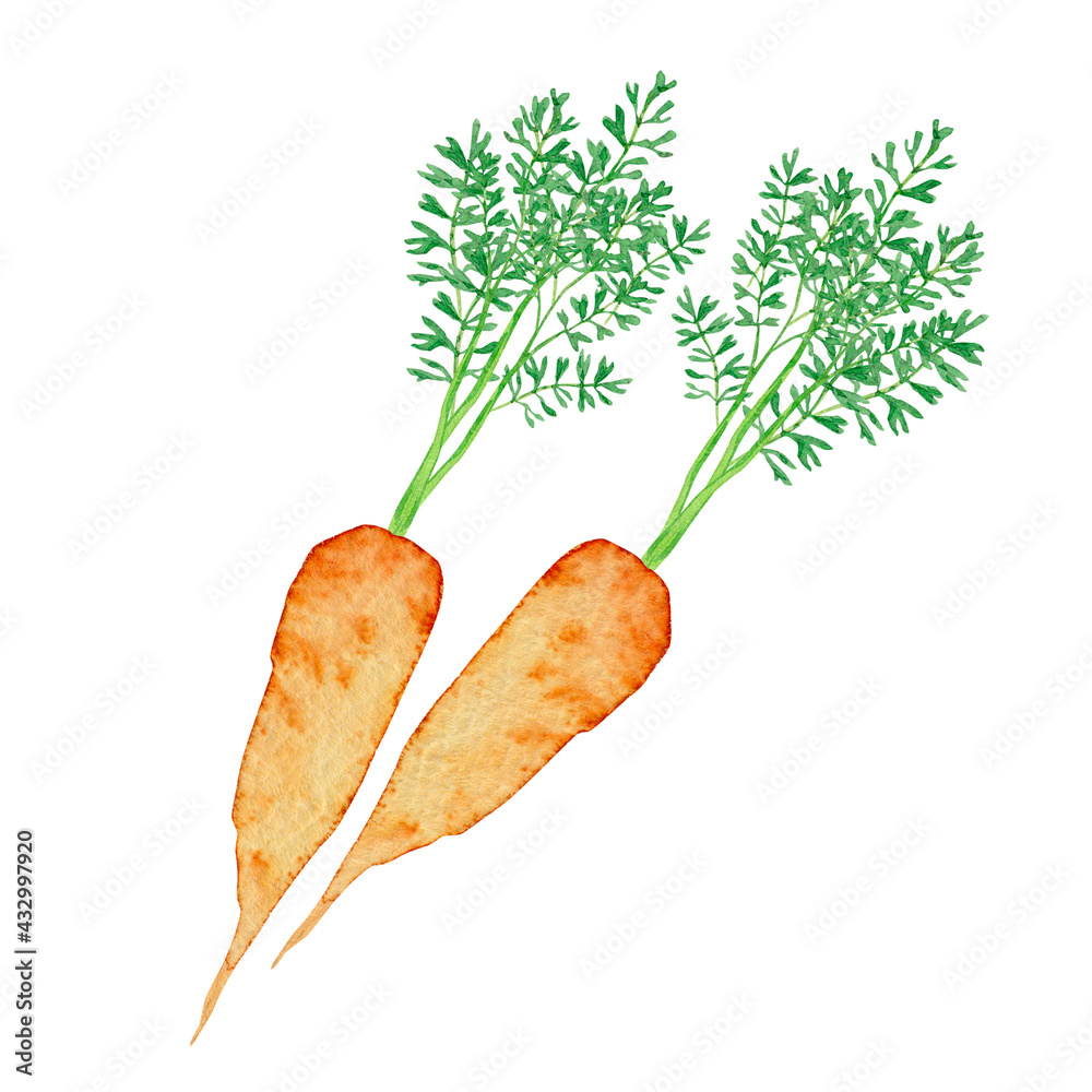 ニンジン 農業 農作物 野菜 水彩 イラスト Stock Illustration Adobe Stock
