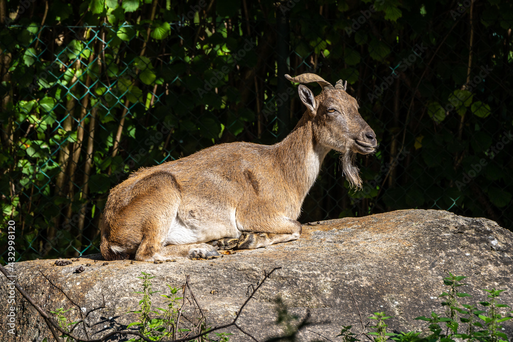 Naklejka premium Turkmenian markhor, Capra falconeri heptneri stand on rocks