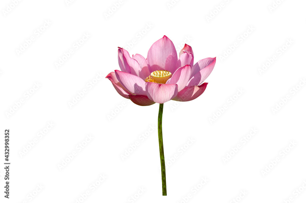 Lotus flower isolated on white background with clipping paths. Lotus flower isolated on white background with clipping paths.