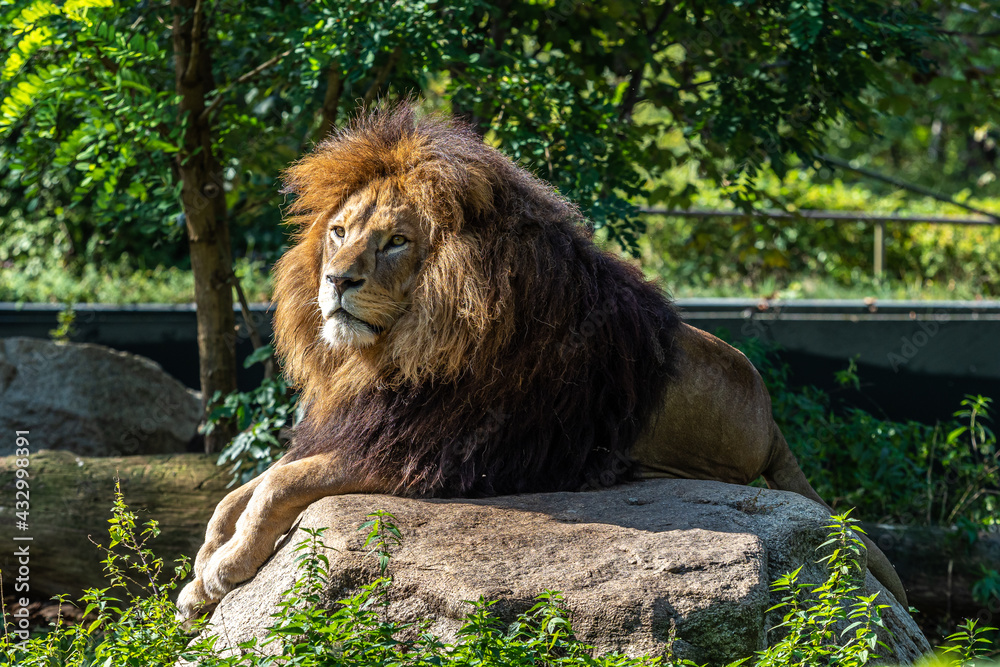 Naklejka premium The lion, Panthera leo is one of the four big cats in the genus Panthera