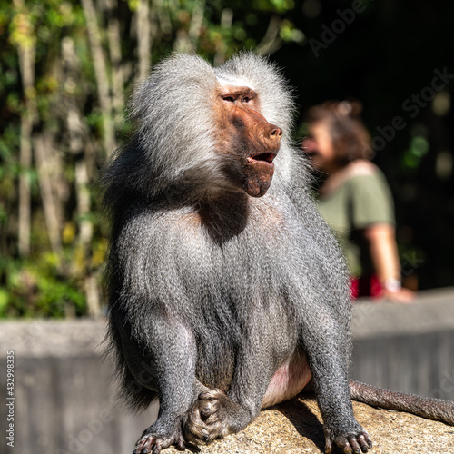 The hamadryas baboon, Papio hamadryas is a species of baboon photo