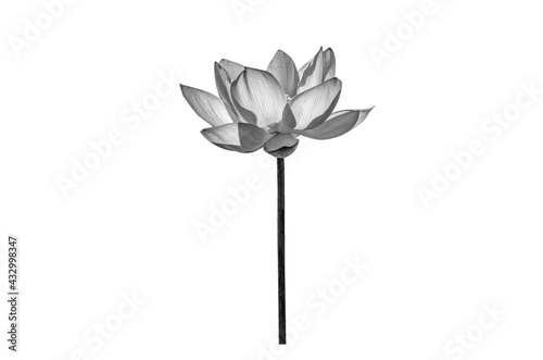 Lotus flower black and white color isolated on white background. File contains with clipping path.
