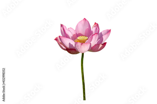 Lotus flower isolated on white background with clipping paths.