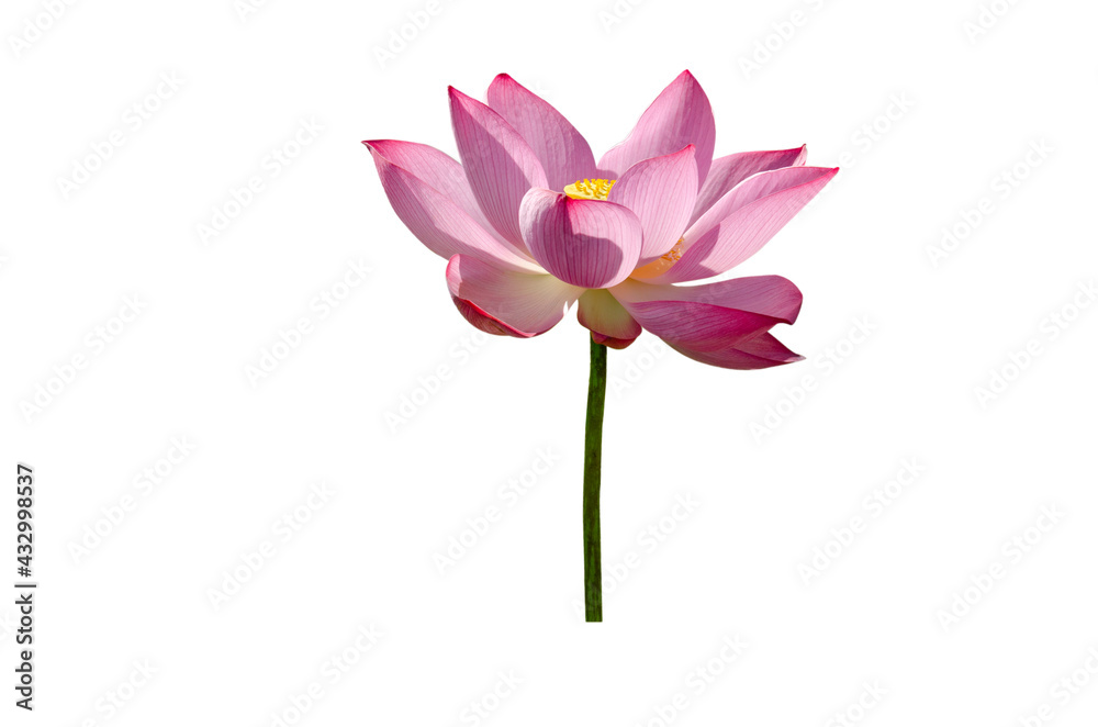 Beautiful lotus flower isolated on white background with Clipping Paths.