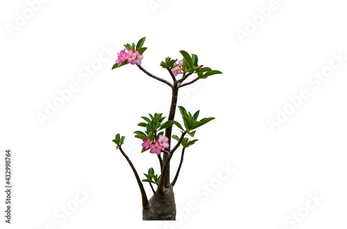 Desert Rose  Adenium tree  Isolated on white background with clipping path.