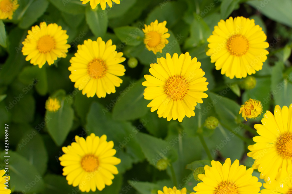 Yellow daisy doronicum Leonardo asteraceae close-up flower in the spring garden background Yellow daisy doronicum Leonardo asteraceae close-up flower in the spring garden background