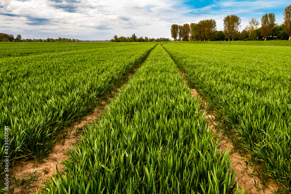 Spuren in einem gründen Getreidefeld im Frühling Spuren in einem gründen Getreidefeld im Frühling