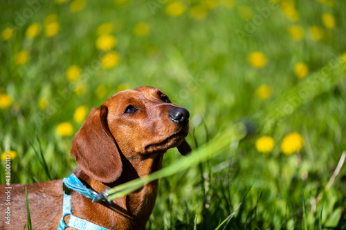 A smooth dachshund in the spring grass