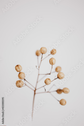  original exotic autumn tree seeds on a light background