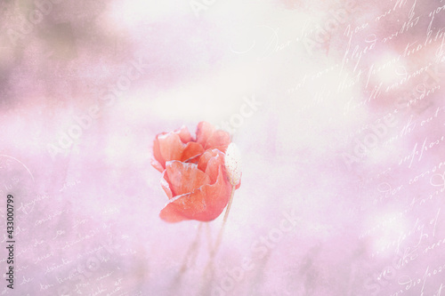 Fototapeta Naklejka Na Ścianę i Meble -  close-up r ed poppy in a spring meadow on a pastel background