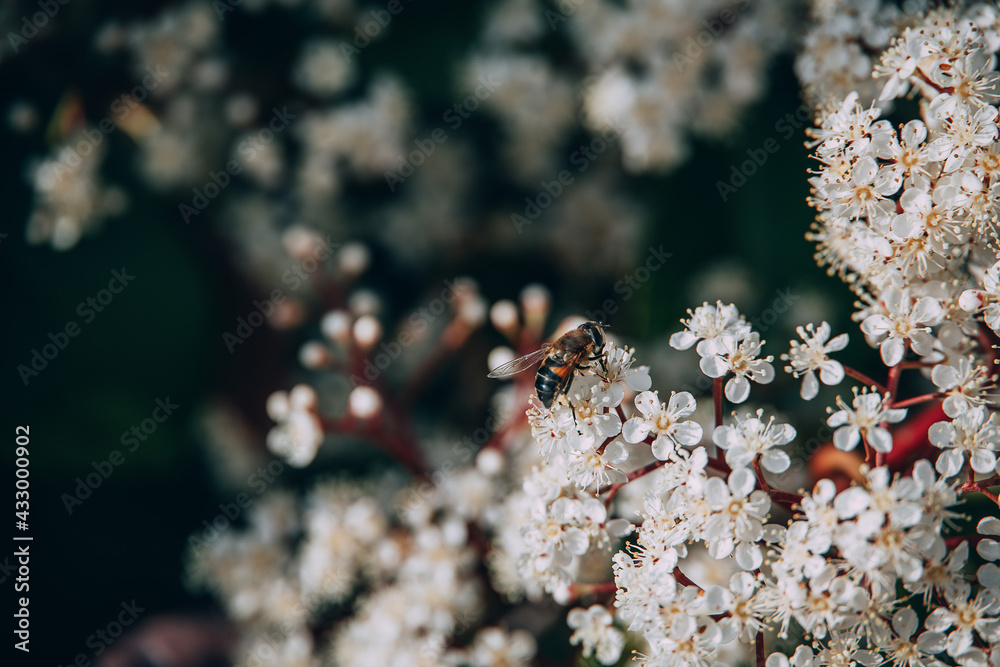 beautiful spring bush with small white flowers on a sunny day in close-up with a fly