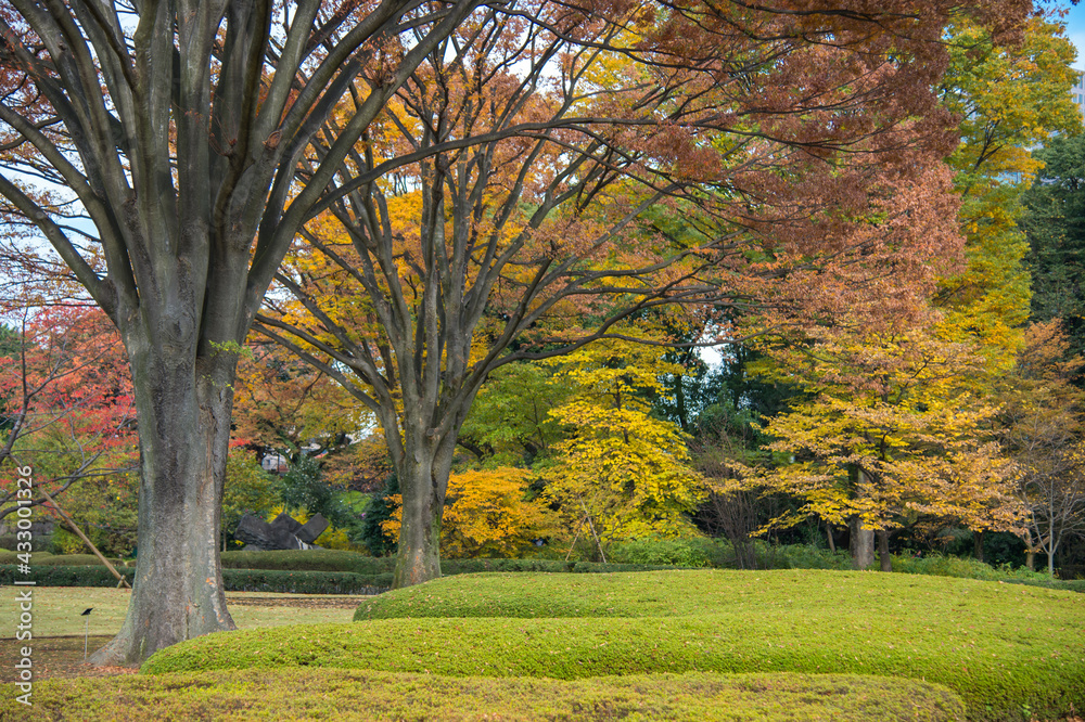 Autumn leaves scenery with Japanese garden in Japan